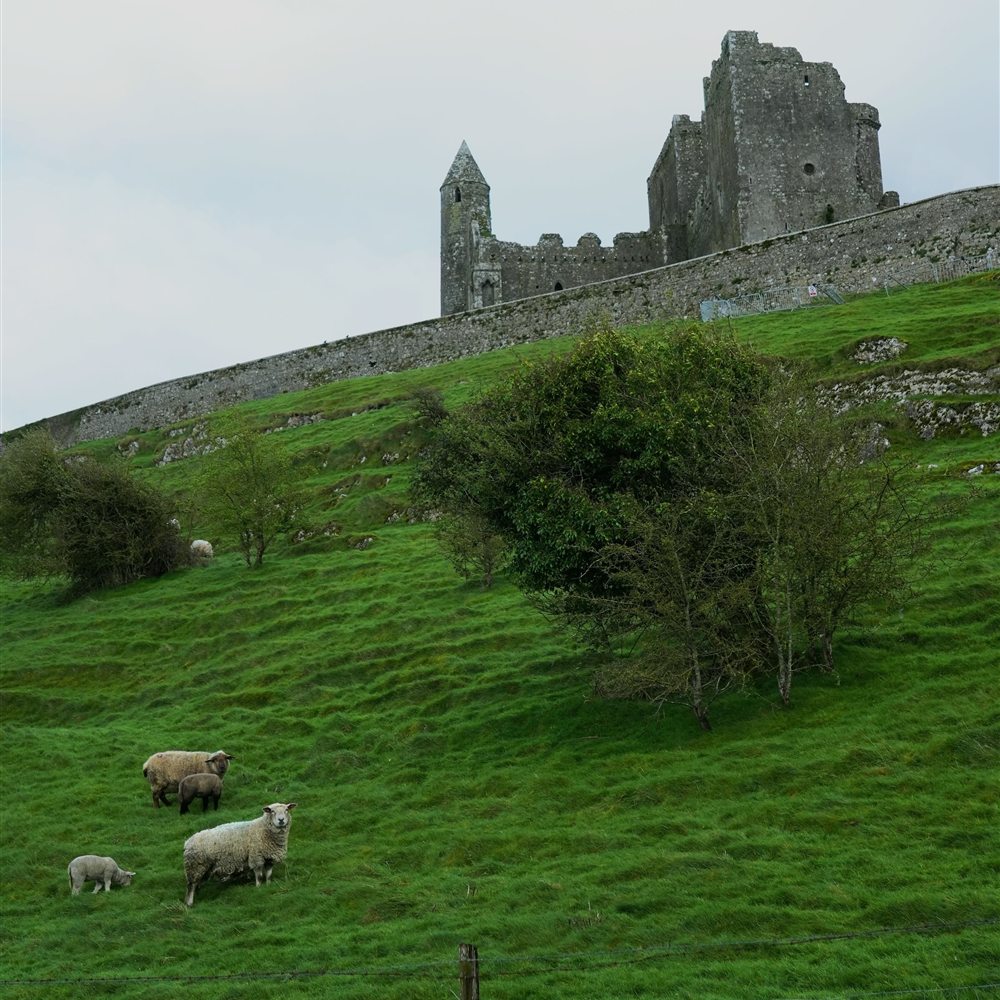 Sheep grazing on a green hillside below the Rock of Cashel in Ireland